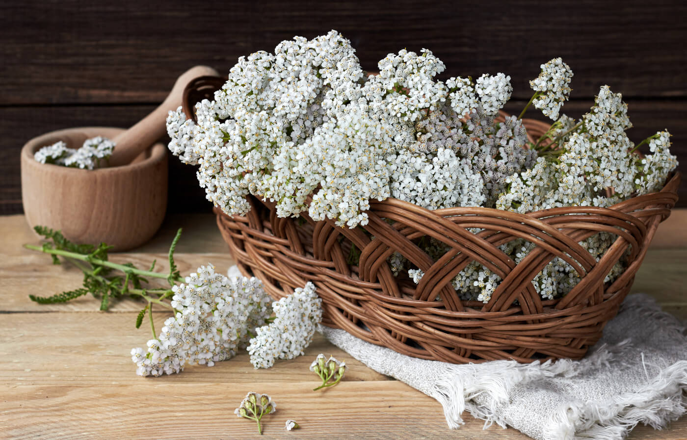 WILD MEDICINE SERIES: YARROW