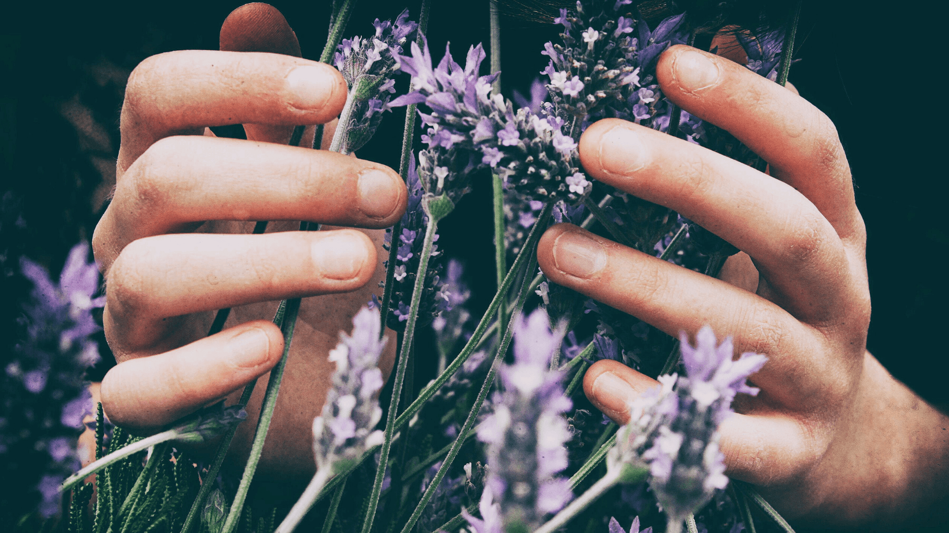 Essential Oils for Summer: Lavender is my Sunburn Soother