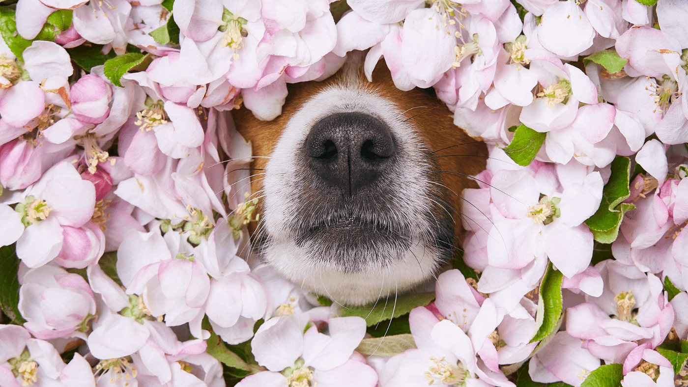 Navigating the World of Essential Oils: A Guide to Safe Use for Animals