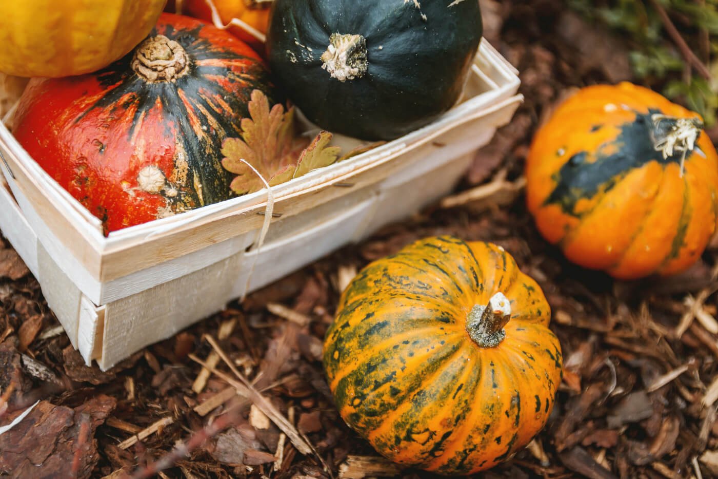 What can I do with my leftover pumpkins?