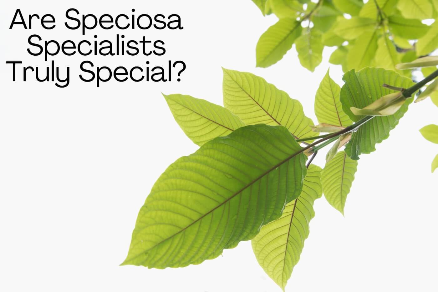 Are Speciosa Specialists Truly Special?