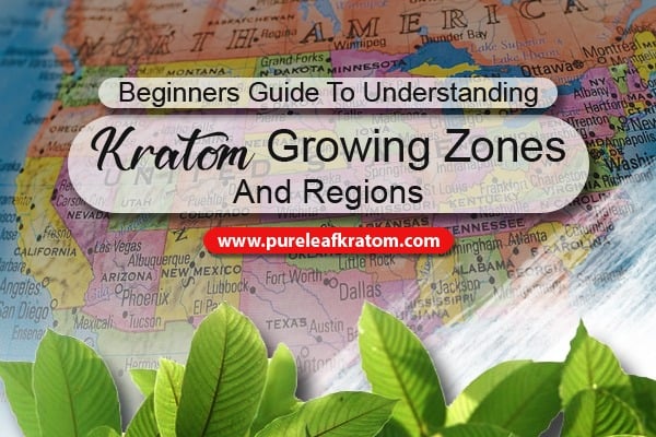 Beginners Guide To Understanding Kratom Growing Zones And Regions
