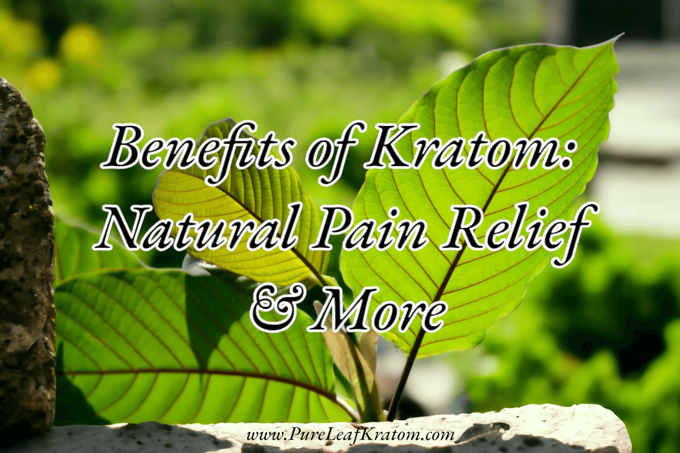 Kratom for Wellness: Proven Benefits and Safe Usage