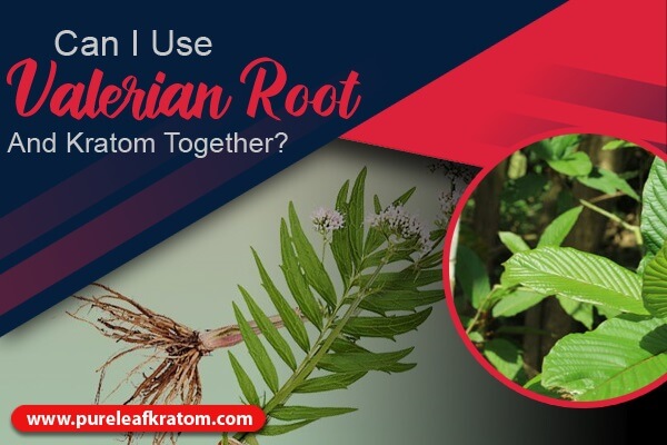 Valerian Root and Kratom: Can they be mixed?