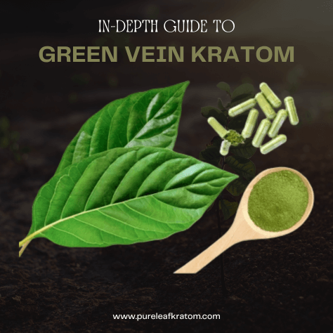 Experiencing the Middle Ground: Your In-Depth Guide to Green Vein Kratom
