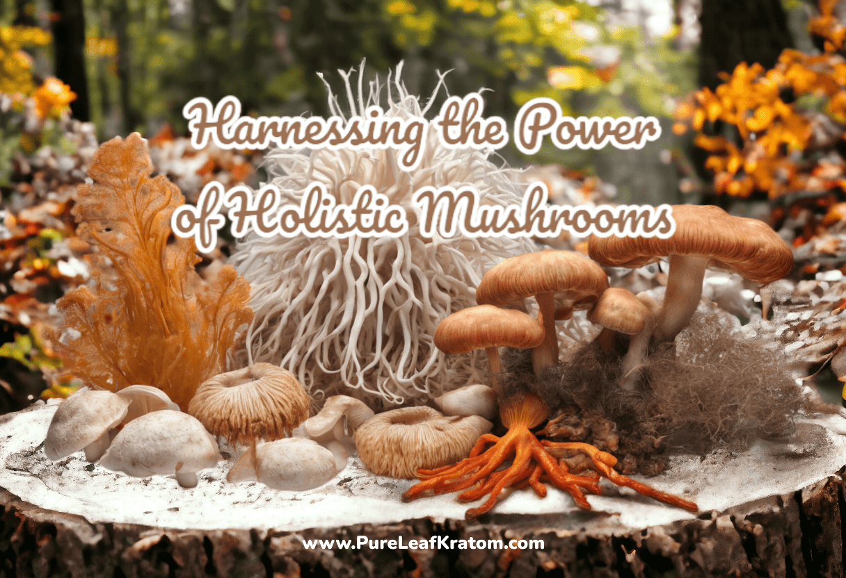 Harnessing the Power of Holistic Mushrooms: Lion's Mane, Cordyceps and Turkey Tail Explained