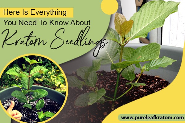 Here Is Everything You Need To Know About Kratom Seedlings