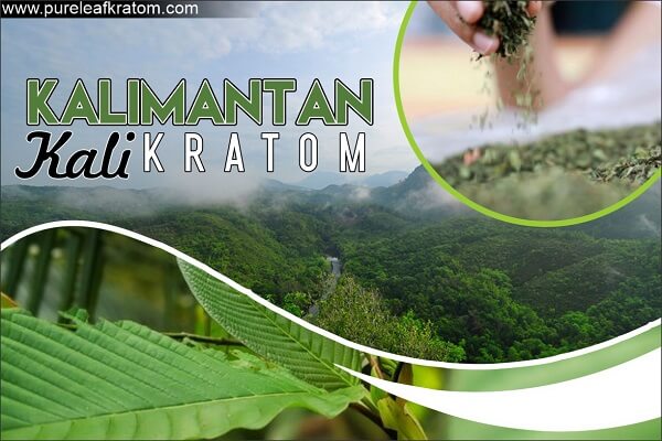 Kalimantan Kali Kratom: Let’s Uncover Some Interesting Facts