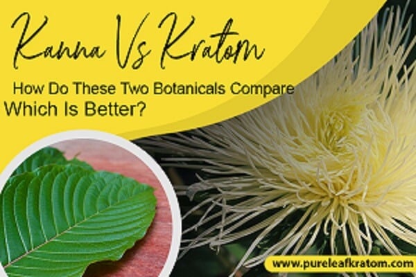 Kanna Vs. Kratom: How Do These Two Botanicals Compare?