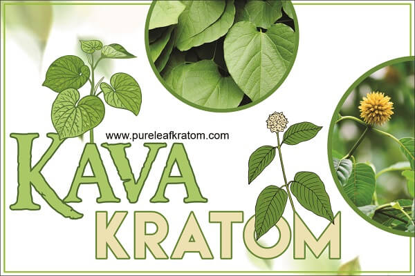 Kava And Kratom: How They Differ From Each Other?
