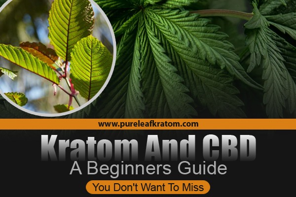 Kratom and CBD: A Beginner's Guide You Don't Want to Miss