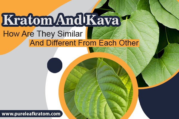 Kratom And Kava: How Are They Similar/Different?