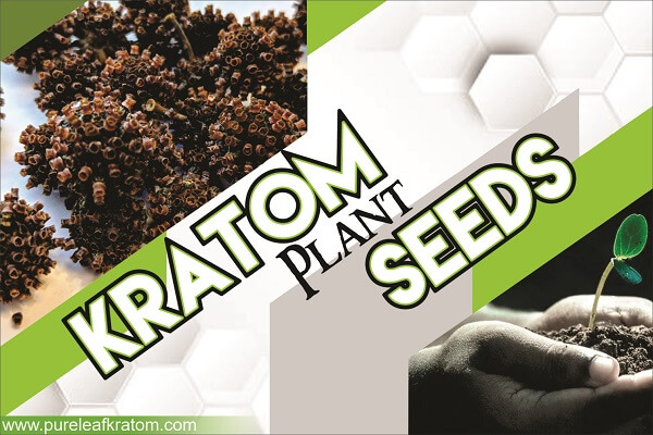 Kratom Plant Seeds – Everything to Explore About it!