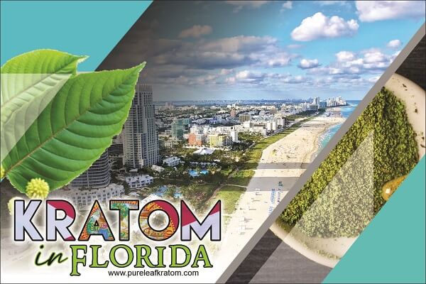 Will I Be Able To Buy Kratom In Florida? The Ins and Outs Of Kratom In The State