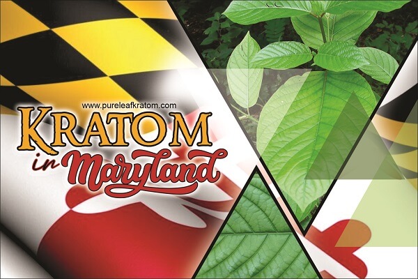 Is Kratom Legal in Maryland in 2022? - Buy Quality Kratom in Maryland