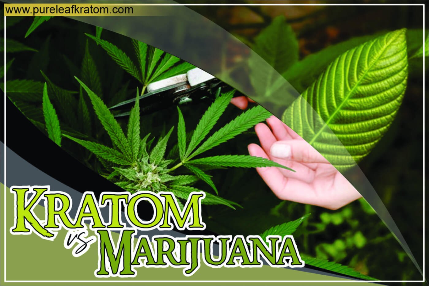 Marijuana Vs Kratom: A Quick Comparison Between The Two Herbs