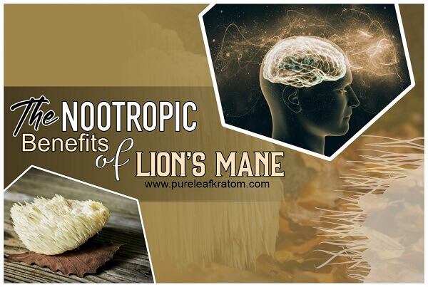 Lion's Mane Nootropics: The Ultimate Nootropic With Bulk Of Benefits
