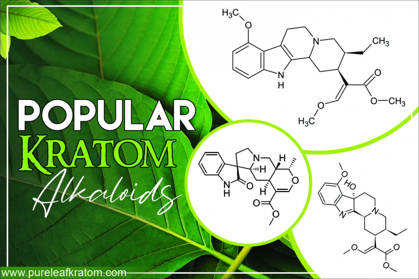 List Of Kratom Alkaloids & Their Role? Perfectionist’s Guide