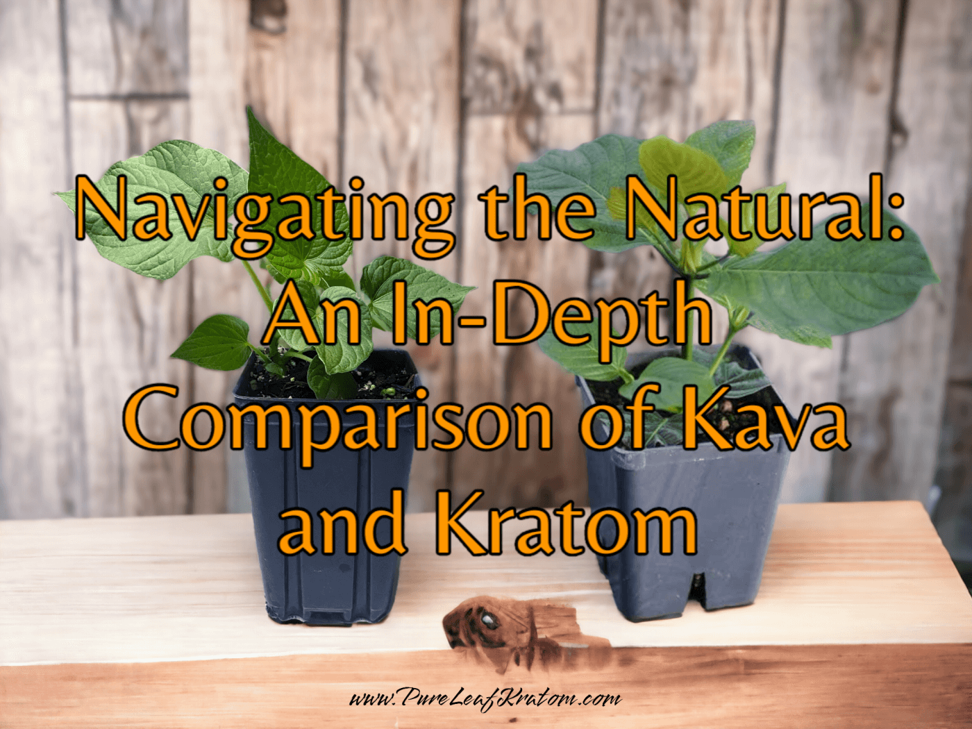 Navigating the Natural: An In-Depth Comparison of Kava and Kratom