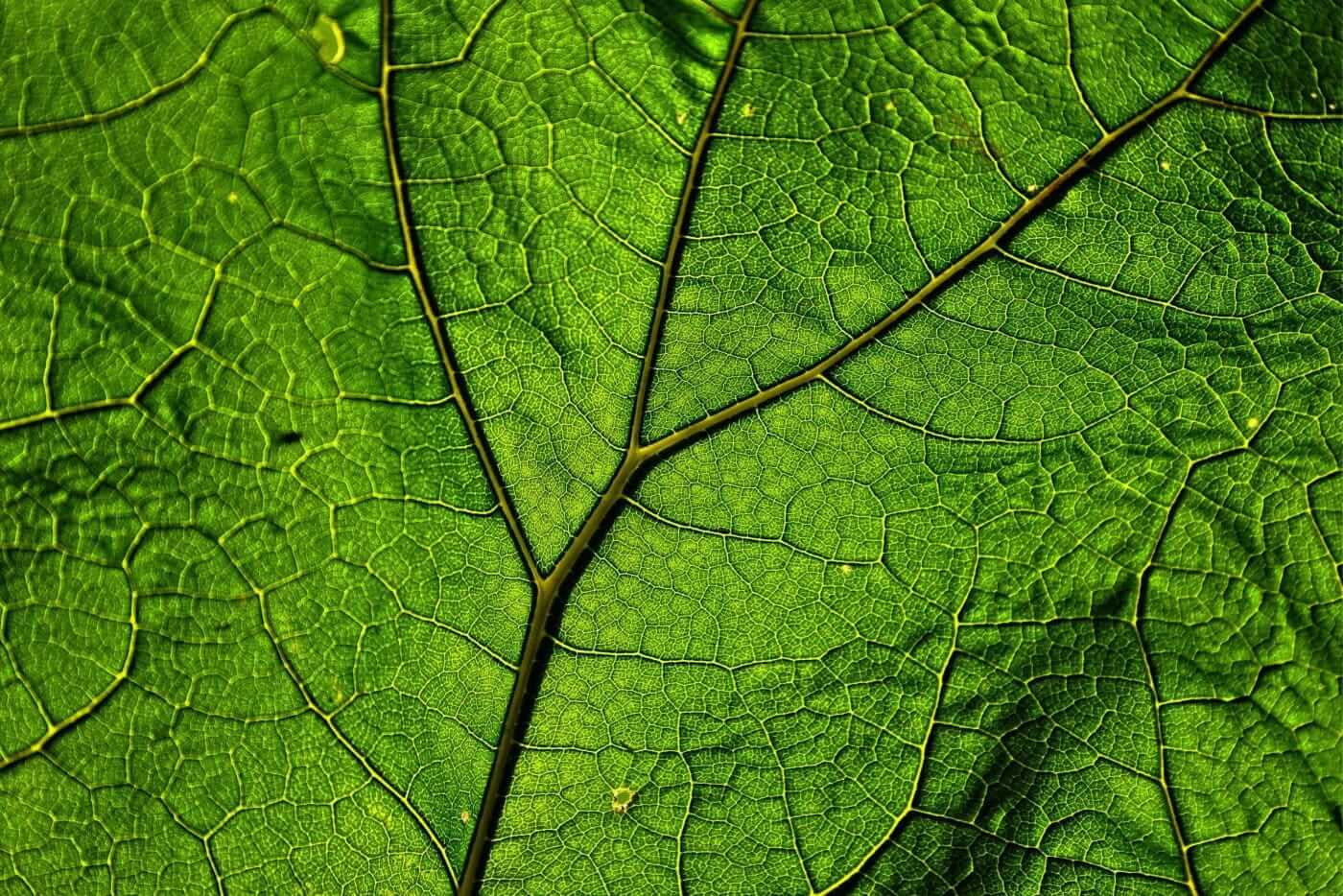Red Vein And Green Vein Kratom: What’s the Difference?