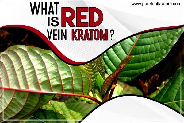Red Vein Kratom Review: You Don’t Want to Skip this Guide Before You Consume