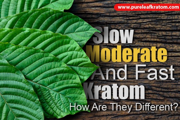 Slow, Moderate, and Fast Kratom: How are they Different?