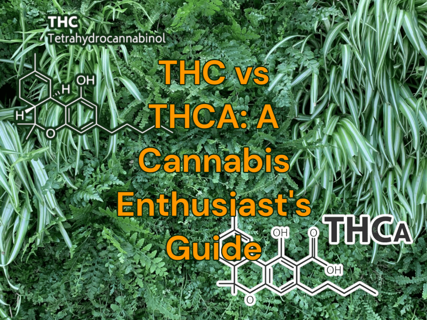 Understanding THC and THCA: A Comprehensive Guide for All Cannabis Enthusiasts