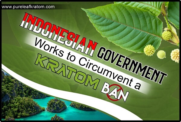 Future of Kratom As The Indonesian Government Works To Circumvent A Kratom Ban