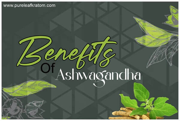 Discovering Ashwagandha Benefits - Ancient Herb Returns