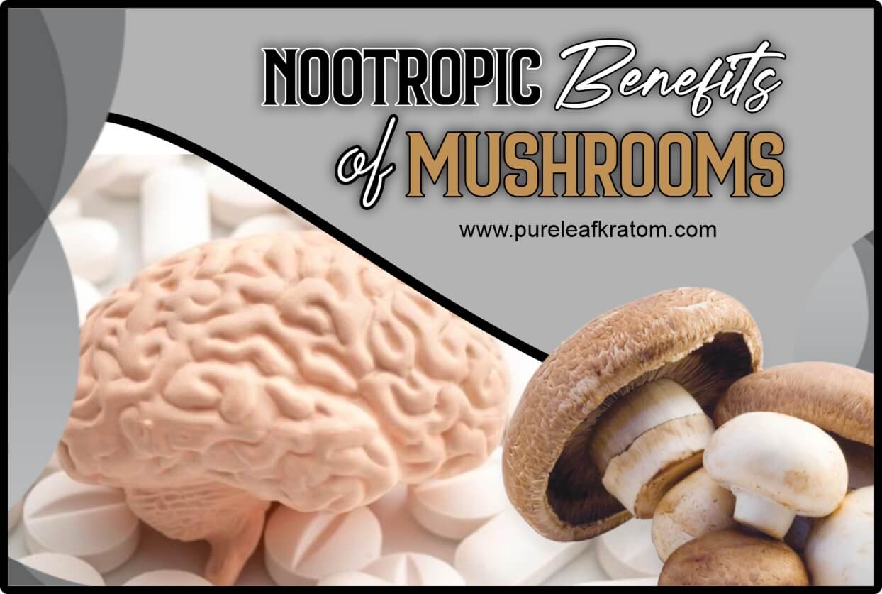 The Surprising Nootropics Benefits of Mushrooms