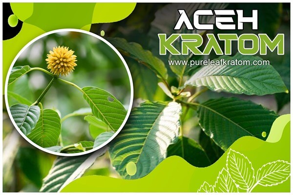 Aceh Kratom Review: Why Is Everyone Admiring This Strain?