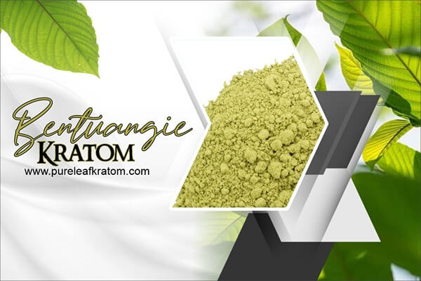 Bentuangie Kratom: What Sets it Apart from the Competition?