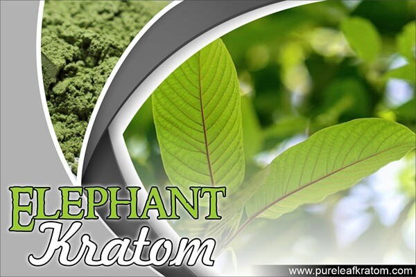 Elephant Kratom Review: Make Sure You Read It Before Consuming this Strain