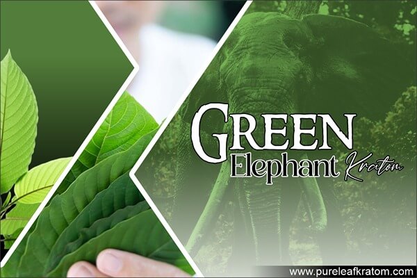 Green Elephant Kratom Review: Interesting Tidbits To Be Aware Of