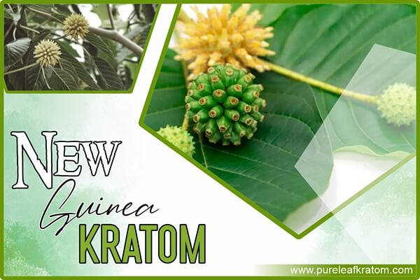 New Guinea Kratom Review: Experience The Beauty Of Unique Kratom Variant