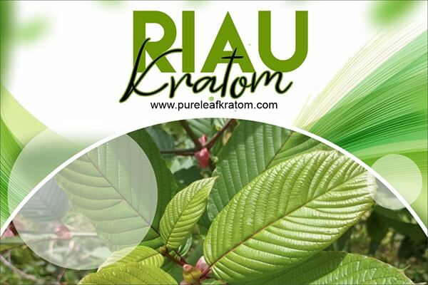 Riau Kratom Reviews: Facts You May Not Be Familiar With