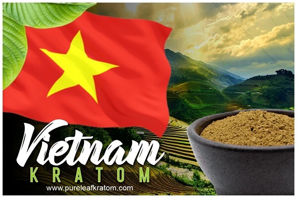 Vietnam Kratom Review: Is it A Real Kratom Strain?