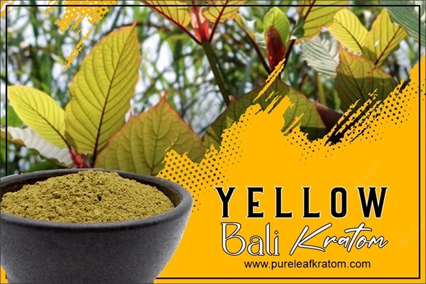 Yellow Bali Kratom Review: A More In-Depth Outlook