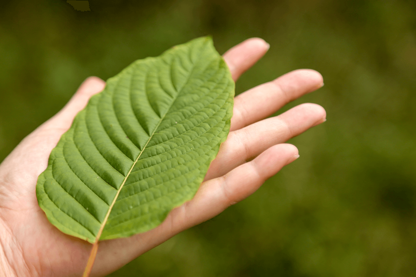 Kratom Country: Where Can I Get Real Kratom?