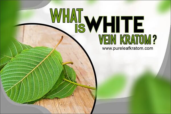 White Vein Kratom Review: Uncover Important Aspects of This Kratom Variant