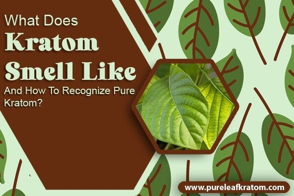 What Does Kratom Smell Like And How To Recognize Pure Kratom
