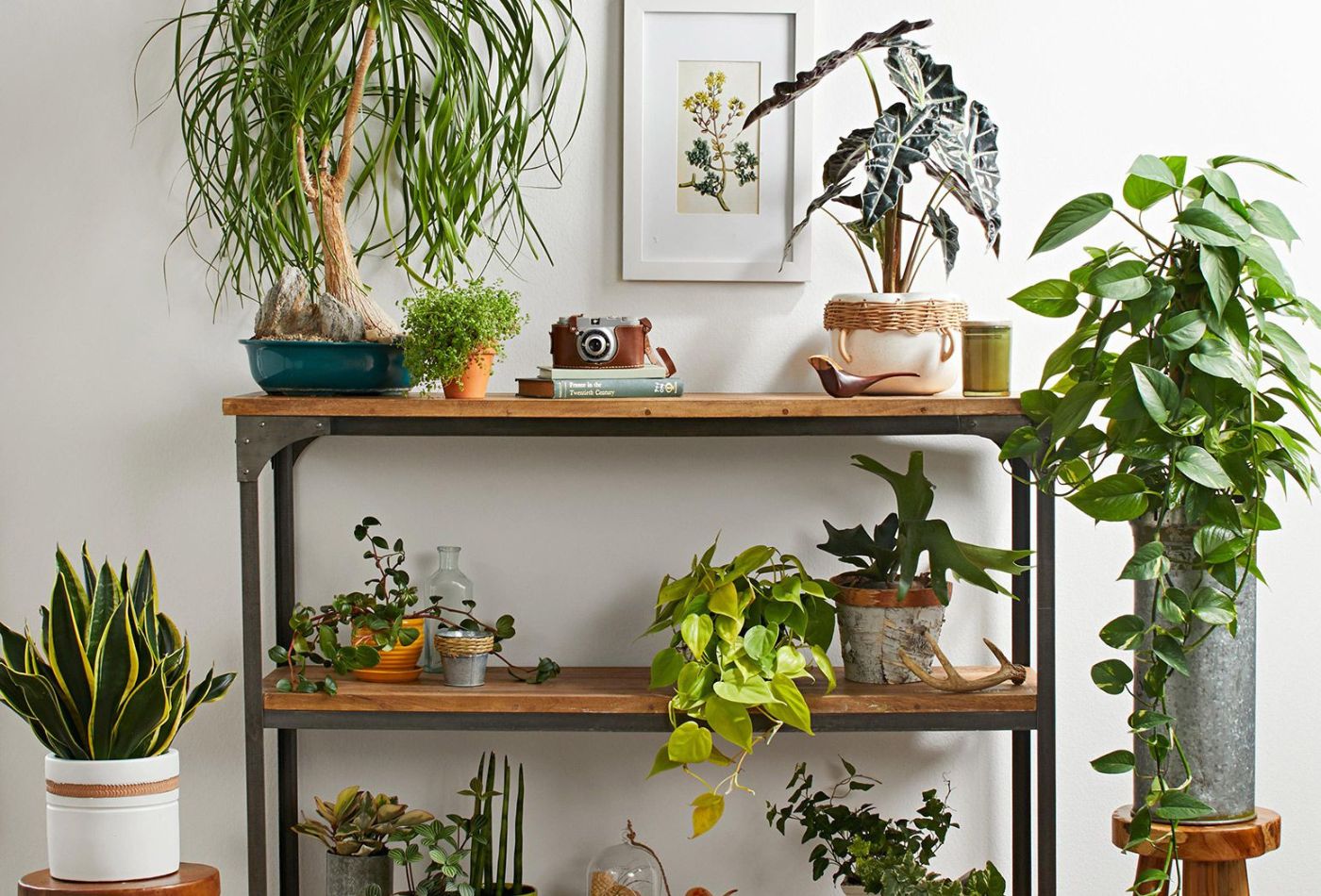 Transform Your Indoor Plants Decor Ideas With Ultimate Guide