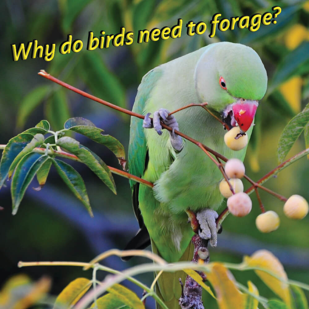 Why do birds always need to forage?