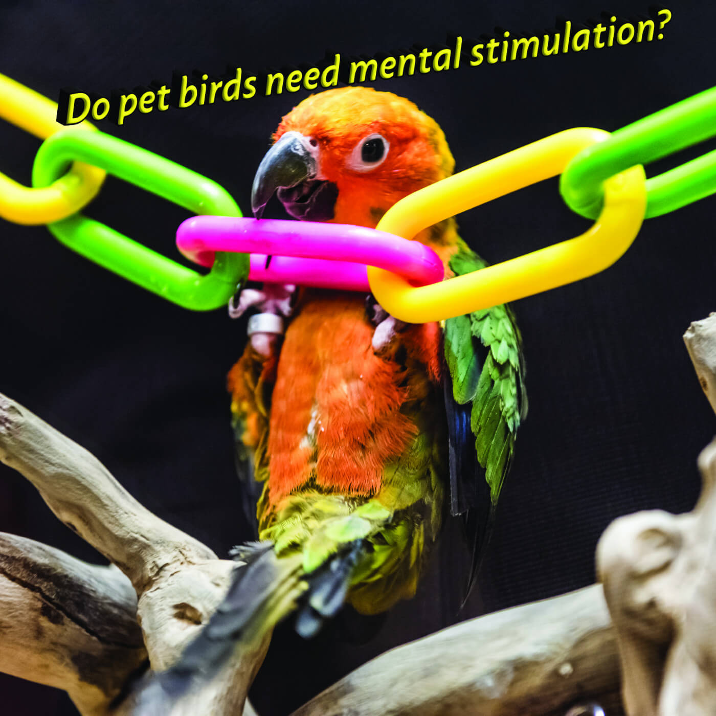 Do pet birds need mental stimulation?