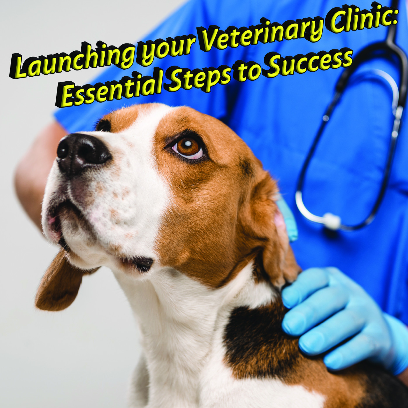 Launching Your Veterinary Clinic: Essential Steps to Success