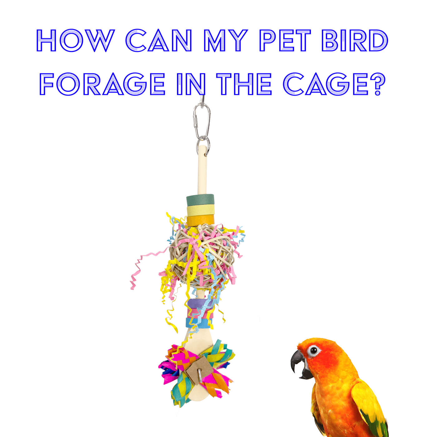 How Can My Pet Bird Forage In The Cage