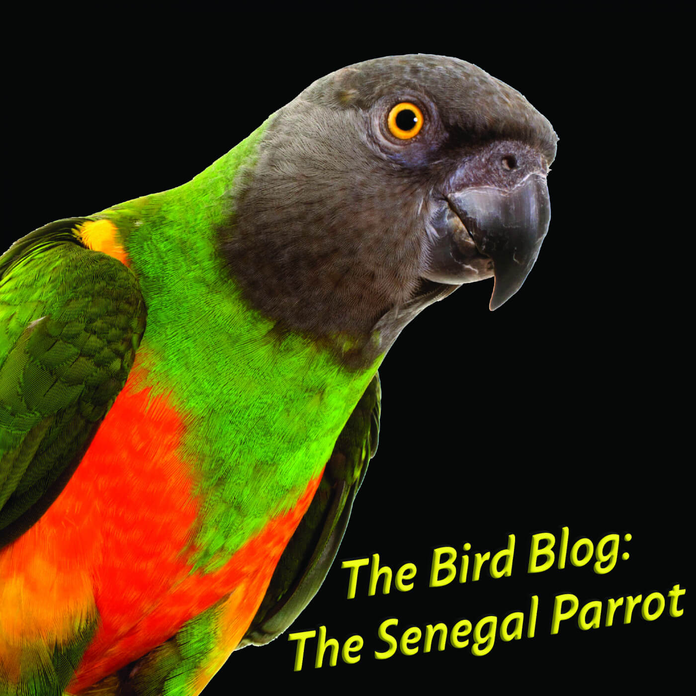 The Bird Blog: The Senegal Parrot