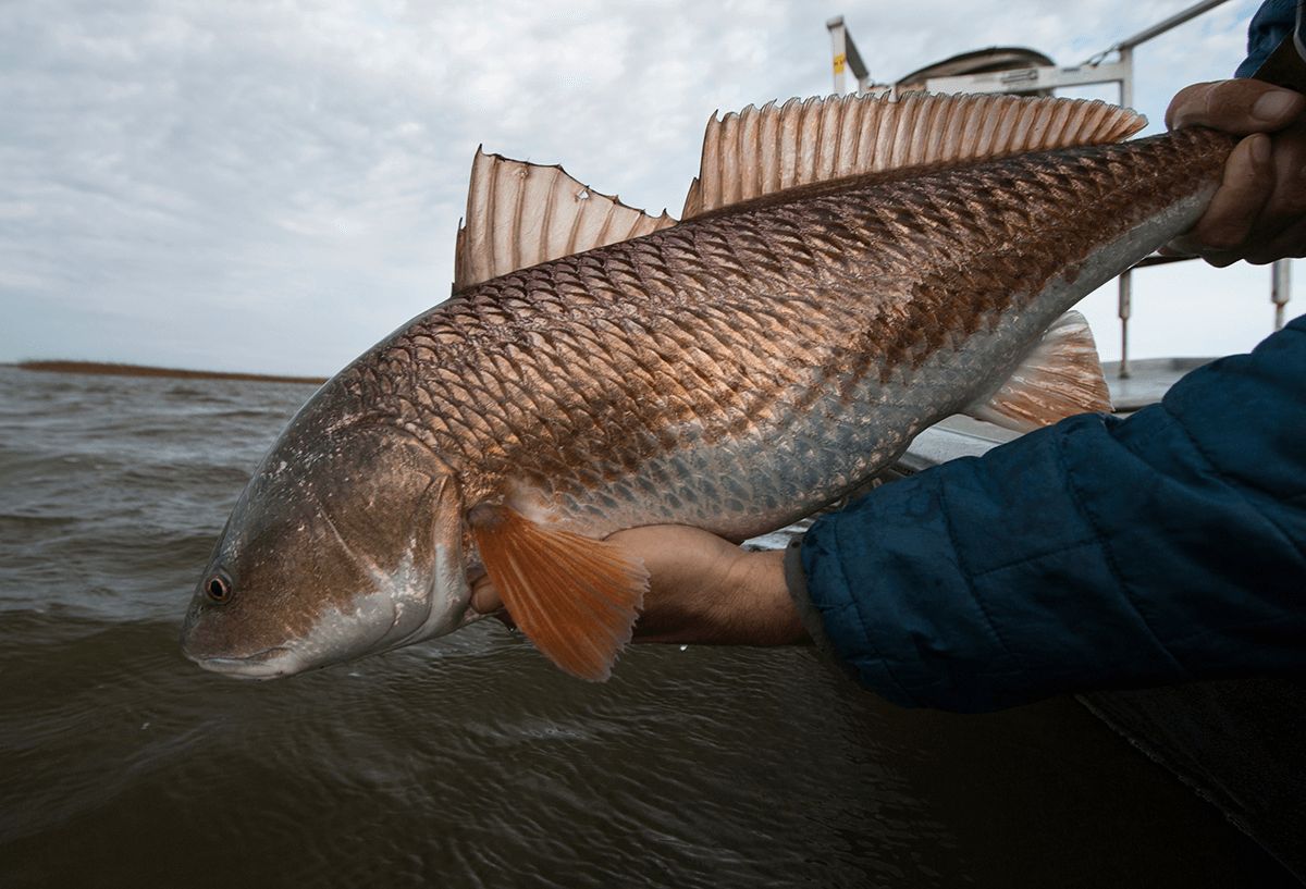 Your Guide To Slow Pitch Jigging – Beach Bum Outdoors