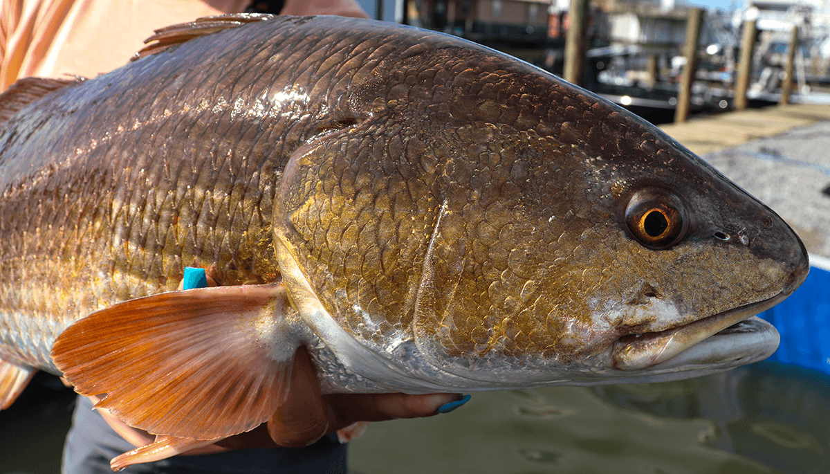 Redfish Tips: Rigs, Bait, and More – Beach Bum Outdoors