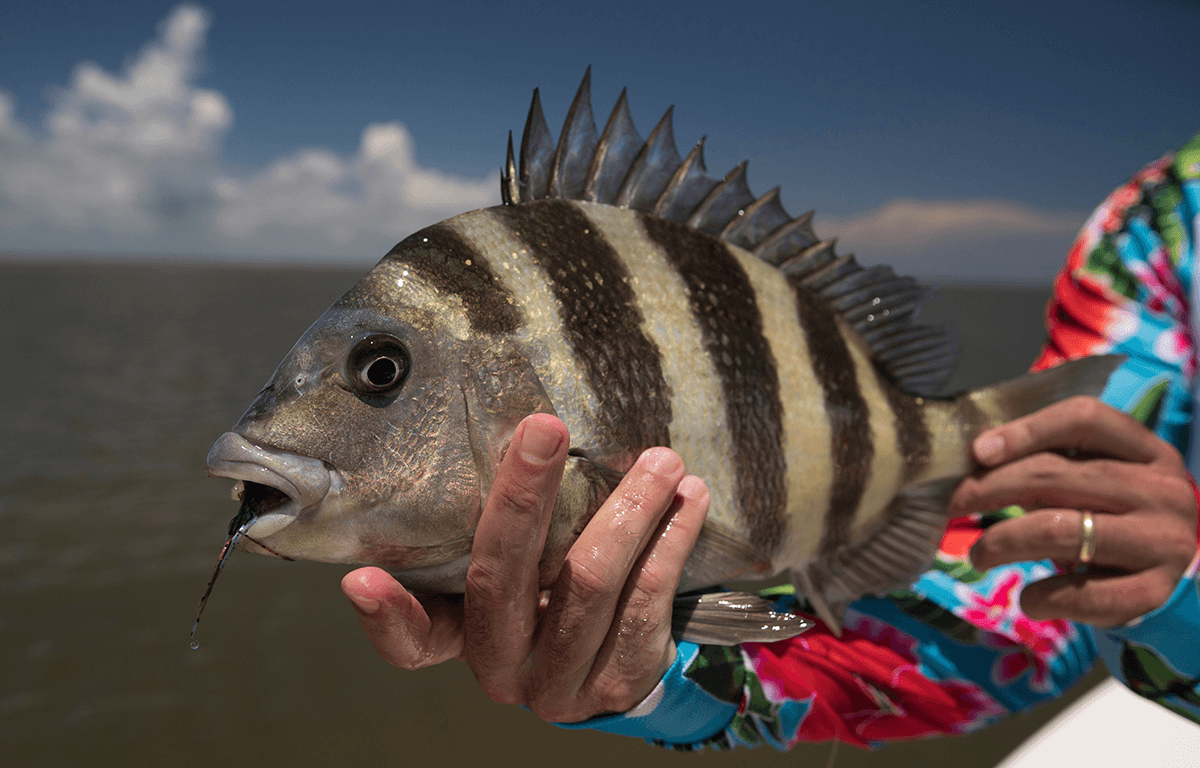Can You Catch Sheepshead Without Live Bait? – Beach Bum Outdoors
